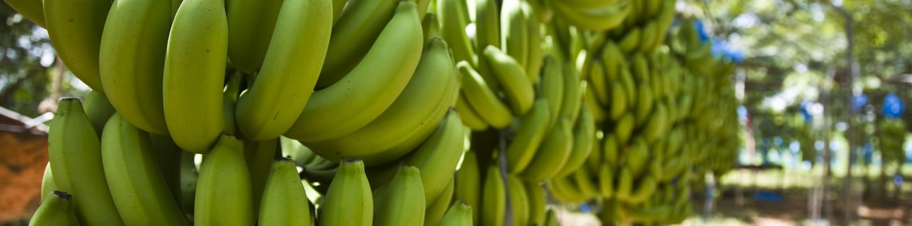 Bild von Fairtrade-Bananen